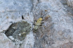 Chauliognathus misellus