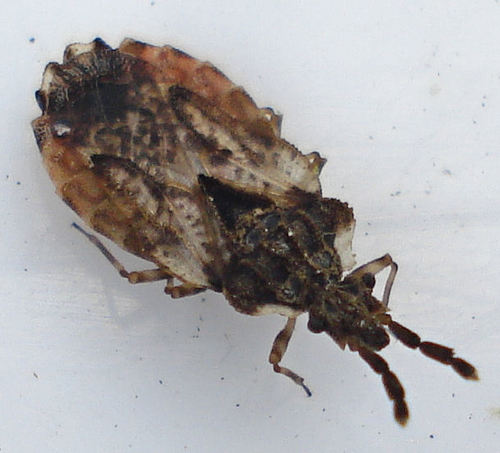 pale-shouldered flatbug, photo 4 of 10