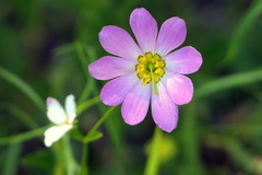 Sabatia kennedyana