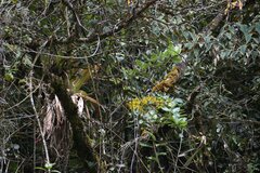 Cyrtochilum pardinum