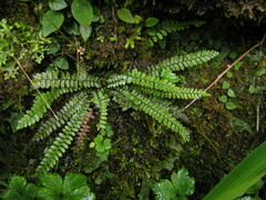 Polystichum lanceolatum