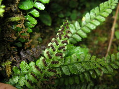 Polystichum lanceolatum