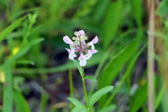 Stachys hyssopifolia