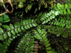 Polystichum lanceolatum