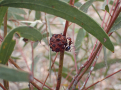 Apiomorpha strombylosa