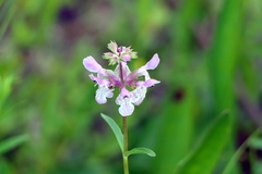 Stachys hyssopifolia