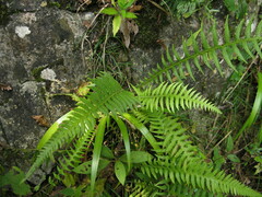 Phegopteris decursive-pinnata