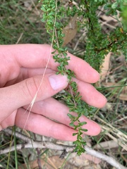 Cryptandra spinescens