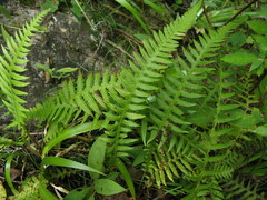 Phegopteris decursive-pinnata