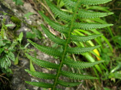Phegopteris decursive-pinnata