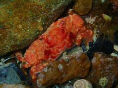 Liocarcinus strigilis