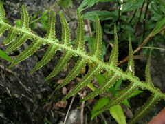 Phegopteris decursive-pinnata