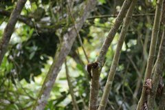 Lepidocolaptes souleyetii