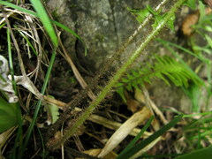 Phegopteris decursive-pinnata