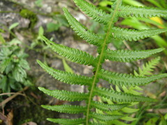 Phegopteris decursive-pinnata