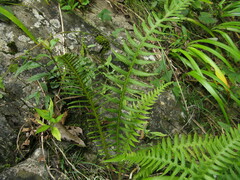 Phegopteris decursive-pinnata