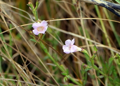 Agalinis maritima