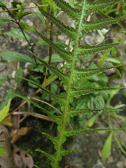 Phegopteris decursive-pinnata