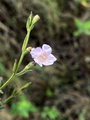 Agalinis maritima