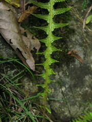 Phegopteris decursive-pinnata