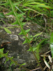 Phegopteris decursive-pinnata