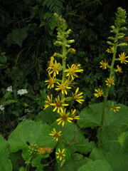 Ligularia