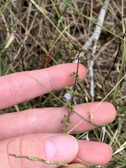 Cheilanthes sieberi sieberi