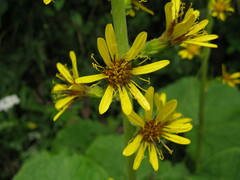 Ligularia