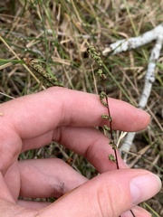 Cheilanthes sieberi sieberi