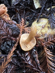 Lactarius rubidus