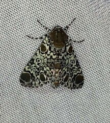 Harrisimemna trisignata