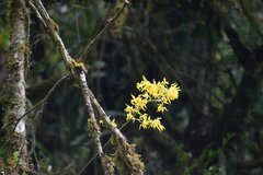 Cyrtochilum pardinum