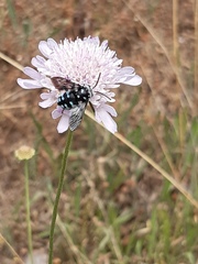 Thyreus caeruleopunctatus