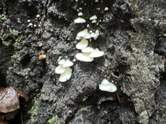 Crepidotus applanatus