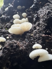 Crepidotus applanatus