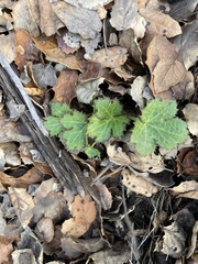 Sanicula crassicaulis