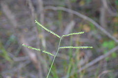 Paspalum praecox