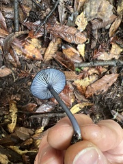 Entoloma serrulatum