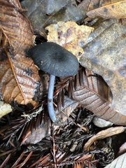 Entoloma serrulatum