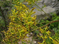 Sinacalia tangutica