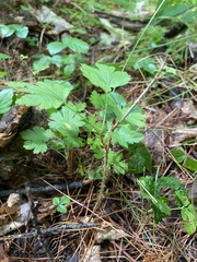 Ribes hirtellum