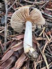 Inocybe pallidicremea
