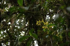 Cyrtochilum pardinum