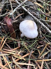 Inocybe pallidicremea