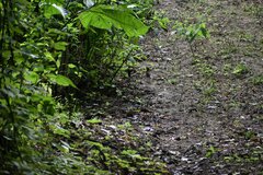 Turdus maculirostris