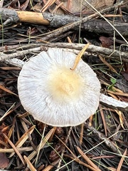 Inocybe pallidicremea