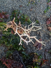 Calliarthron tuberculosum