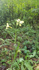 Raphanus raphanistrum