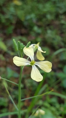 Raphanus raphanistrum