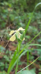 Raphanus raphanistrum